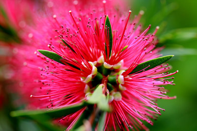 Bottlebrush tip