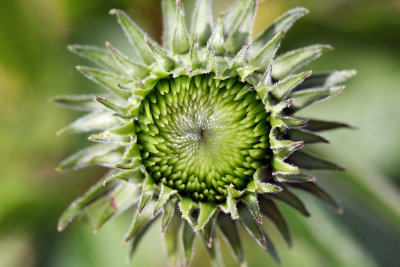 Echinacea in bud