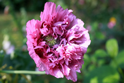 Papaver somniferum