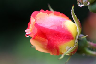 Raindrop on roses