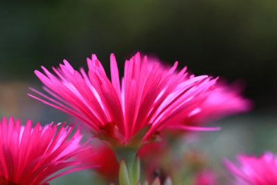 Lampranthus