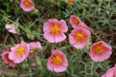 Cenothera Speciosa