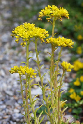 Sedum