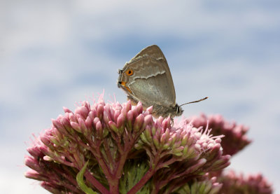 Purple hairstreak. Quercusia quercus