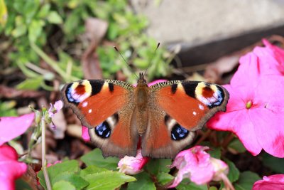 Peacock. Inachis