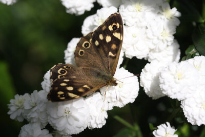 Speckled wood. Pararge aegeria