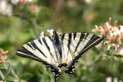 Scarce swallowtail