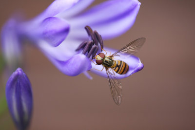 Hover on a Agapanthus