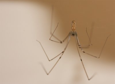 Daddy long legs. Pholcus phalangioides