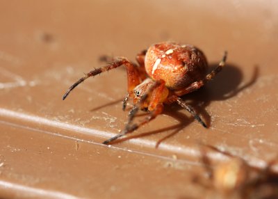 Garden spider