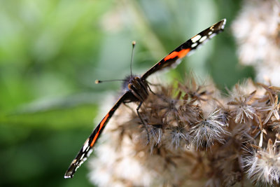 Red admiral