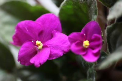 IMG_8658.JPG