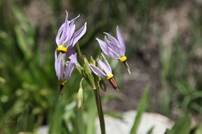IMG_8661.JPG