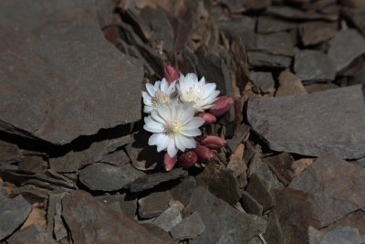 IMG_8716.jpg
