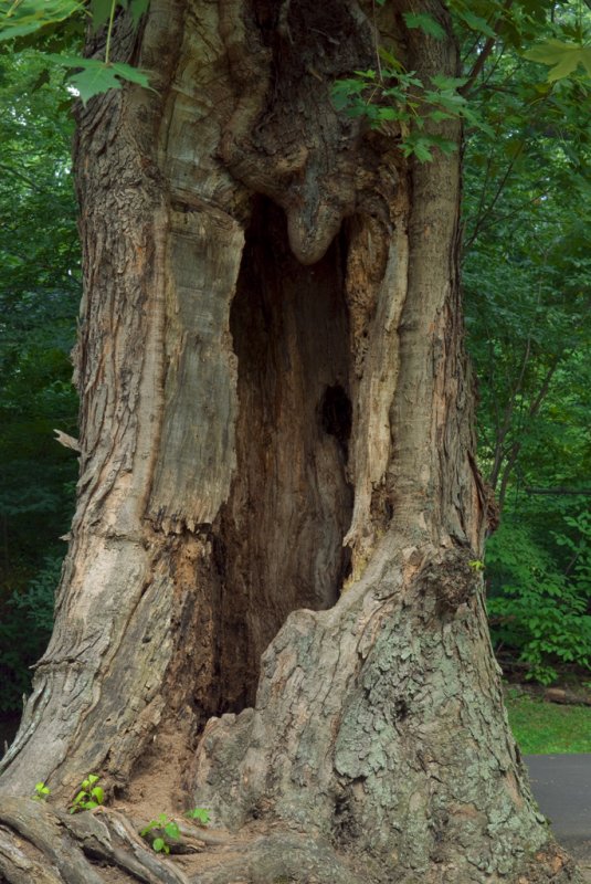 Interesting Tree.jpg