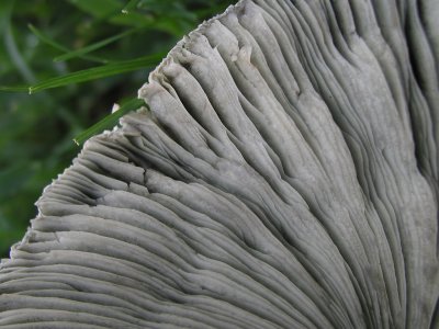 Mushrooms and Flowers 024.jpg