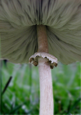 Mushrooms and Flowers 033.jpg