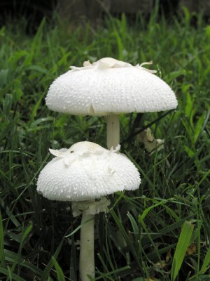 Two Shrooms.jpg