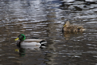 Park_Mar032009_0041.jpg