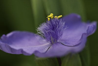 Flower Macro 2.jpg