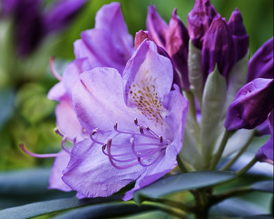 Flower Macro 3.jpg