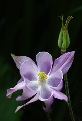 Flower Macro 5.jpg