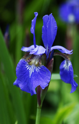 Flower Macro 6.jpg