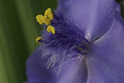 Flower Macro 7.jpg
