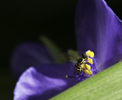 Flower Macro 8.jpg