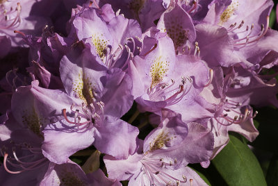 Flower Macro 9.jpg