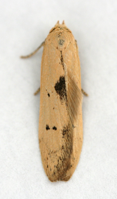 0874 Blastobasis lacticolella