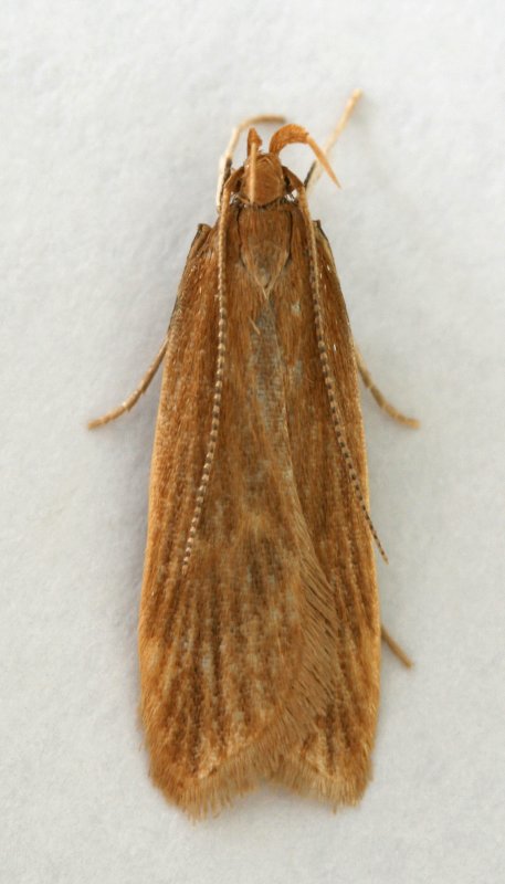 0868 Helcystogramma rufescens