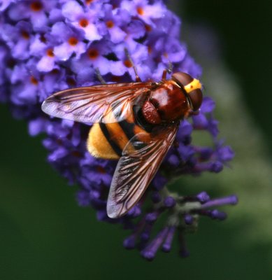 Volucella zonaria