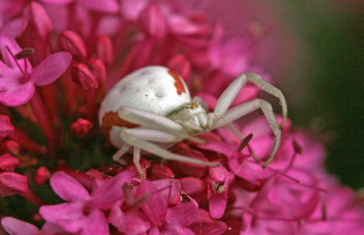 Misumena vatia