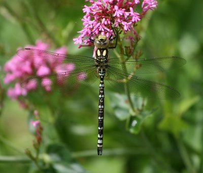 Southern Hawker