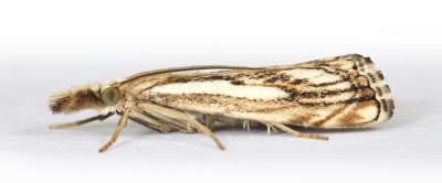 1316 Catoptria falsella