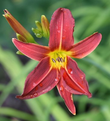 Hemerocallis 'Stafford'