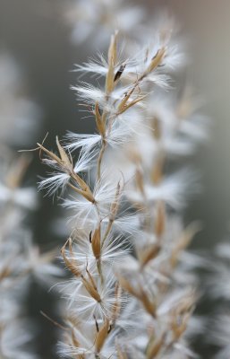 Miscanthus sinensis 'Zebrinus'