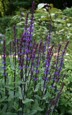 Salvia nemorosa 'Caradonna'