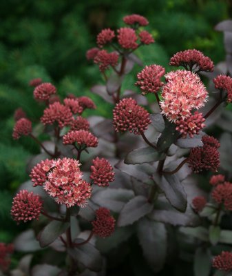 Sedum 'Purple Emperor'