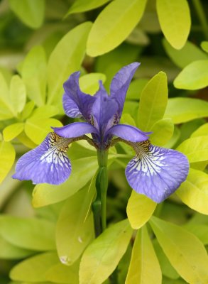 Iris siberica 'Papillon'