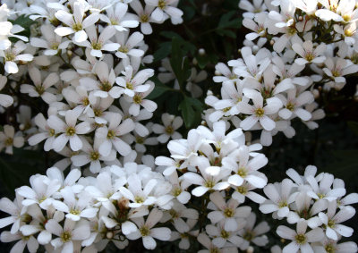 Saxifraga cochlearis 'Proby'