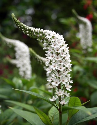 Lysimachia clethroides