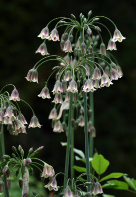 Nectaroscordum siculum