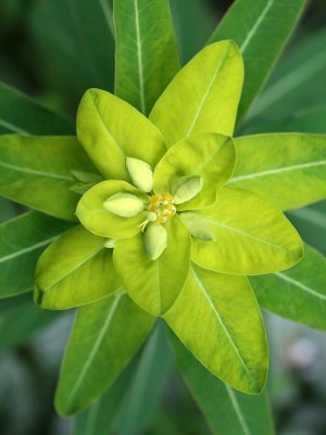 Euphorbia schillingii