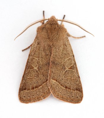 2187 Common Quaker