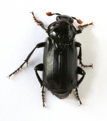 Nicrophorus humator