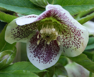 Helleborus orientalis