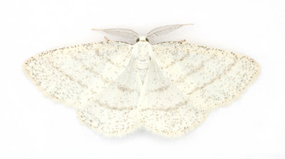 1955 Common White Wave
