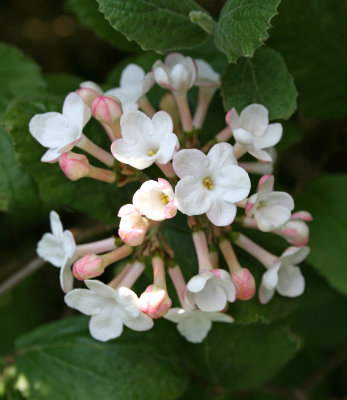Viburnum 'Carlesii'